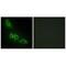 Glycerol Kinase antibody, PA5-49801, Invitrogen Antibodies, Immunofluorescence image 