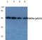 Glycogen Synthase Kinase 3 Alpha antibody, A03152S21, Boster Biological Technology, Western Blot image 