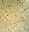 BCL6 Corepressor antibody, GTX81506, GeneTex, Immunohistochemistry paraffin image 