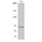 Signal Transducer And Activator Of Transcription 5A antibody, LS-C386208, Lifespan Biosciences, Western Blot image 