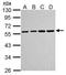Tubulin Alpha 4a antibody, TA308420, Origene, Western Blot image 