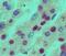 Nucleophosmin 1 antibody, NBP2-27157, Novus Biologicals, Immunohistochemistry paraffin image 