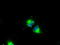 CD4 antibody, TA500484, Origene, Immunofluorescence image 
