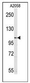 Semaphorin 5A antibody, AP12324PU-N, Origene, Western Blot image 
