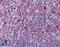 TYRO Protein Tyrosine Kinase Binding Protein antibody, LS-B3718, Lifespan Biosciences, Immunohistochemistry frozen image 