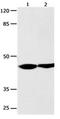 ALX Homeobox 4 antibody, orb107471, Biorbyt, Western Blot image 