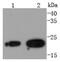 RAB7A, Member RAS Oncogene Family antibody, NBP2-67732, Novus Biologicals, Western Blot image 