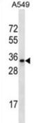 Olfactory Receptor Family 2 Subfamily A Member 42 antibody, abx027311, Abbexa, Western Blot image 