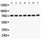 Forkhead Box O3 antibody, PB9196, Boster Biological Technology, Western Blot image 