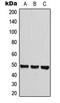 Histamine Receptor H3 antibody, LS-C354174, Lifespan Biosciences, Western Blot image 