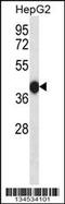 Dual Specificity Phosphatase 15 antibody, 57-826, ProSci, Western Blot image 