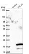 Signal peptidase complex subunit 1 antibody, NBP1-92433, Novus Biologicals, Western Blot image 