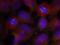 Synaptotagmin 2 antibody, AP09492PU-N, Origene, Immunofluorescence image 