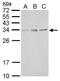 Solute Carrier Family 25 Member 27 antibody, PA5-34952, Invitrogen Antibodies, Western Blot image 