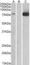 Mitogen-Activated Protein Kinase Kinase Kinase 7 antibody, LS-C55561, Lifespan Biosciences, Western Blot image 