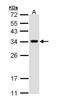 VAMP Associated Protein A antibody, TA308468, Origene, Western Blot image 