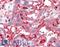 Indoleamine 2,3-Dioxygenase 1 antibody, LS-C331586, Lifespan Biosciences, Immunohistochemistry paraffin image 