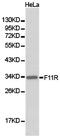 F11 Receptor antibody, TA327021, Origene, Western Blot image 