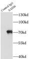 Spindle assembly abnormal protein 6 homolog antibody, FNab07613, FineTest, Immunoprecipitation image 