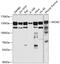 Minichromosome Maintenance Complex Component 2 antibody, GTX32716, GeneTex, Western Blot image 