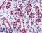 ELAV Like RNA Binding Protein 1 antibody, LS-B4316, Lifespan Biosciences, Immunohistochemistry paraffin image 