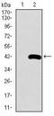 Surfactant Protein C antibody, MA5-17172, Invitrogen Antibodies, Western Blot image 