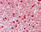 UbiA Prenyltransferase Domain Containing 1 antibody, LS-B12058, Lifespan Biosciences, Immunohistochemistry frozen image 