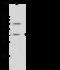 Ribokinase antibody, 15530-T60, Sino Biological, Western Blot image 