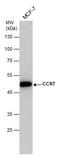 C-C Motif Chemokine Receptor 7 antibody, GTX129948, GeneTex, Western Blot image 