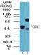Forkhead Box C1 antibody, NBP2-24834, Novus Biologicals, Western Blot image 