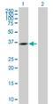 Guanosine Monophosphate Reductase antibody, H00002766-B01P, Novus Biologicals, Western Blot image 