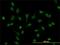 Lymphoid Enhancer Binding Factor 1 antibody, H00051176-M03, Novus Biologicals, Immunocytochemistry image 