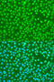 Heterogeneous Nuclear Ribonucleoprotein D Like antibody, 13-773, ProSci, Immunofluorescence image 