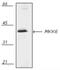 Mitogen-Activated Protein Kinase Kinase 6 antibody, NBP1-19267, Novus Biologicals, Western Blot image 