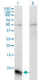 G Protein Subunit Gamma Transducin 1 antibody, LS-C197324, Lifespan Biosciences, Western Blot image 