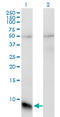 Guanine nucleotide-binding protein G(T) subunit gamma-T1 antibody, LS-C197324, Lifespan Biosciences, Western Blot image 