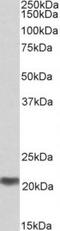 MRG Domain Binding Protein antibody, TA311477, Origene, Western Blot image 