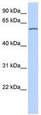 Recombination Signal Binding Protein For Immunoglobulin Kappa J Region Like antibody, TA337302, Origene, Western Blot image 