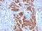 Calponin 1 antibody, NBP2-48206, Novus Biologicals, Immunohistochemistry paraffin image 