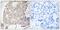 NDRG Family Member 3 antibody, PA5-39365, Invitrogen Antibodies, Immunohistochemistry paraffin image 