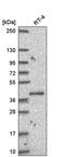 Pseudouridine Synthase 1 antibody, PA5-66094, Invitrogen Antibodies, Western Blot image 