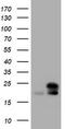 NME/NM23 Nucleoside Diphosphate Kinase 1 antibody, TA801367, Origene, Western Blot image 