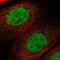 Transmembrane Protein 150A antibody, NBP1-81885, Novus Biologicals, Immunofluorescence image 