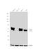 Hepatocyte Nuclear Factor 4 Alpha antibody, MA5-14891, Invitrogen Antibodies, Western Blot image 