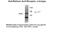 RAR-alpha antibody, 50-176, ProSci, Western Blot image 