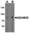 ADAM Metallopeptidase Domain 29 antibody, PA5-72863, Invitrogen Antibodies, Western Blot image 