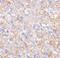 KIT antibody, FNab09971, FineTest, Immunohistochemistry frozen image 