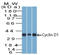 BCL1 antibody, AM32864PU-S, Origene, Western Blot image 