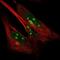 Synapse Defective Rho GTPase Homolog 2 antibody, NBP2-58432, Novus Biologicals, Immunofluorescence image 
