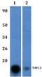 TATA-Box Binding Protein Associated Factor 13 antibody, A13102-1, Boster Biological Technology, Western Blot image 